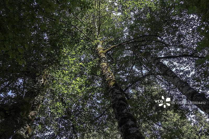 雷尼尔山国家公园的森林景观图片素材