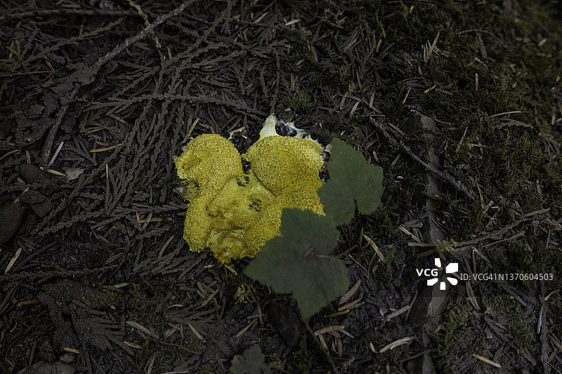 雷尼尔山国家公园的野花图片素材