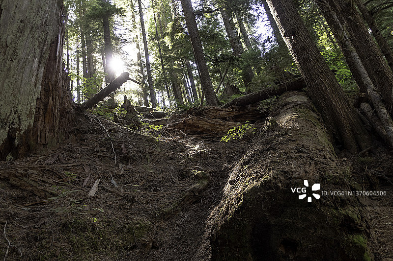 雷尼尔山国家公园森林和阳光图片素材