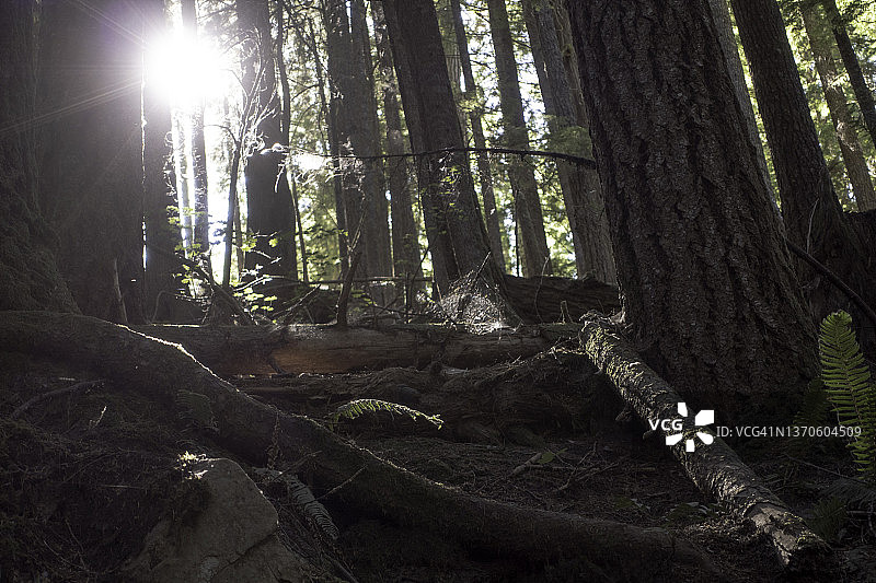 雷尼尔山国家公园森林和阳光图片素材