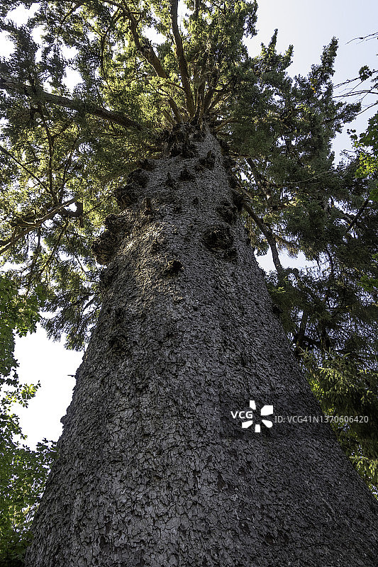 雨林巨人谷的奎纳尔特巨型西特卡云杉是地球上最大的树木之一图片素材