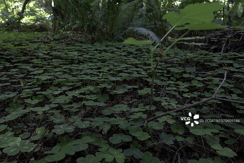 红木酢浆草图片素材