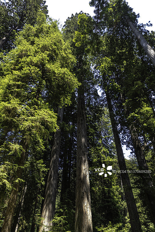 红杉州立和国家公园的红杉树（自下而上）图片素材