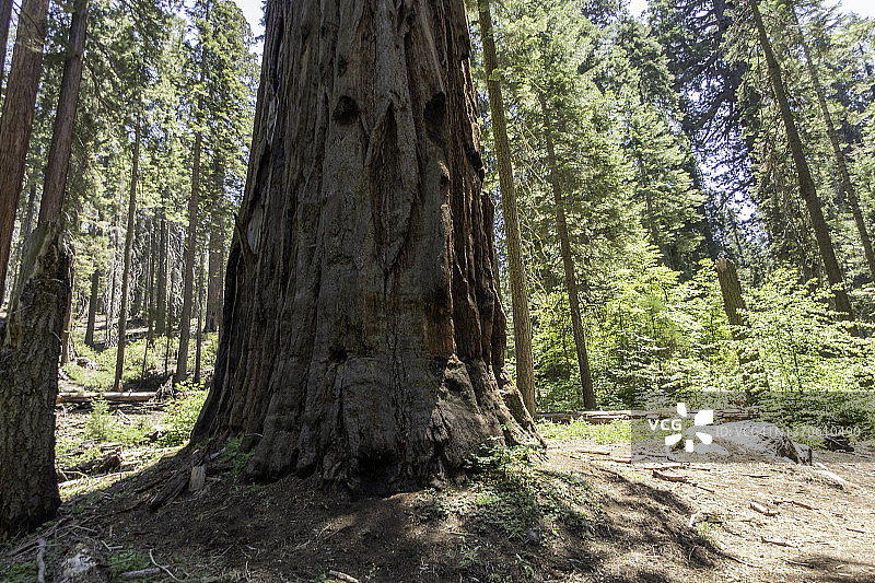 远眺巨型红杉树图片素材