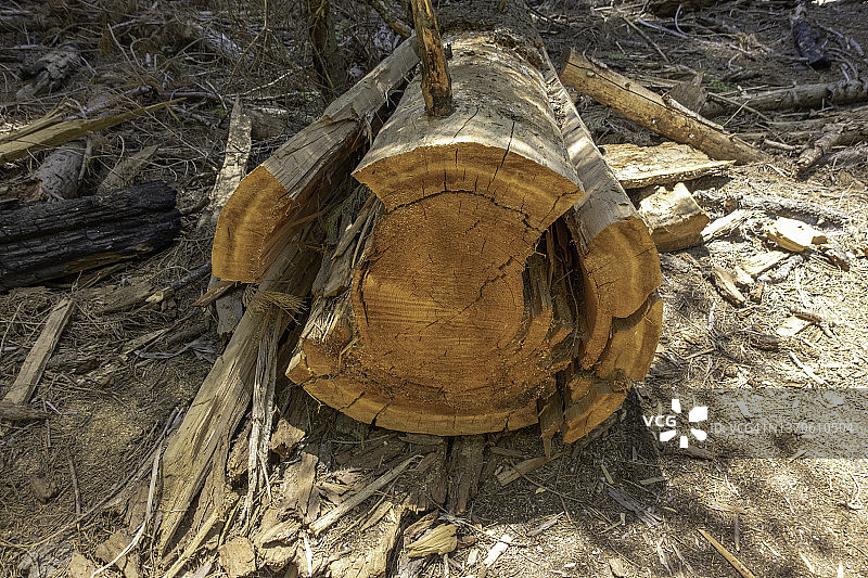 森林中的树干切面图片素材