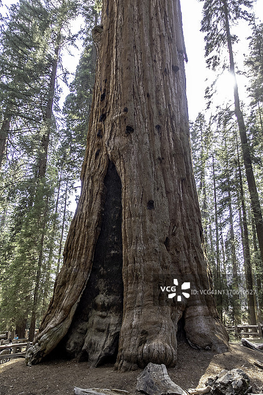 红杉国家公园巨森林中的谢尔曼将军树图片素材