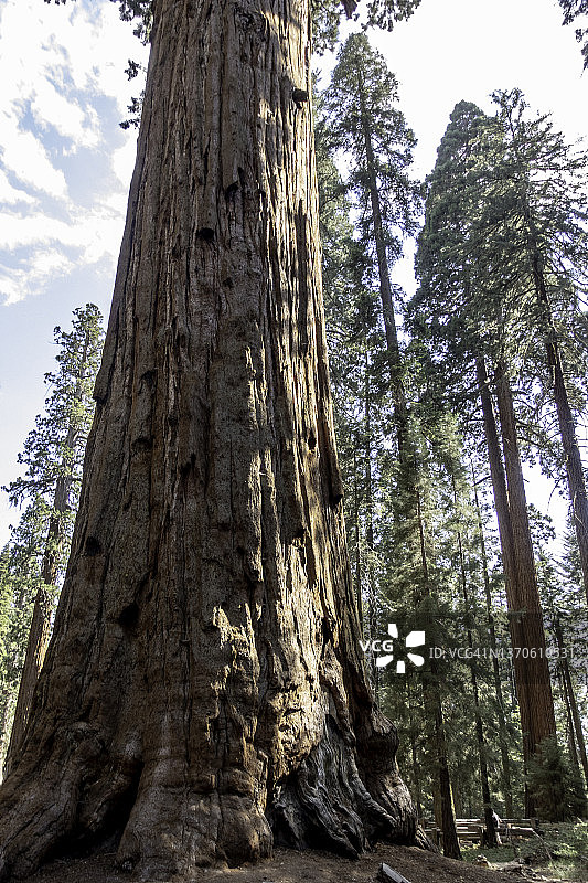 红杉国家公园巨森林中的谢尔曼将军树图片素材