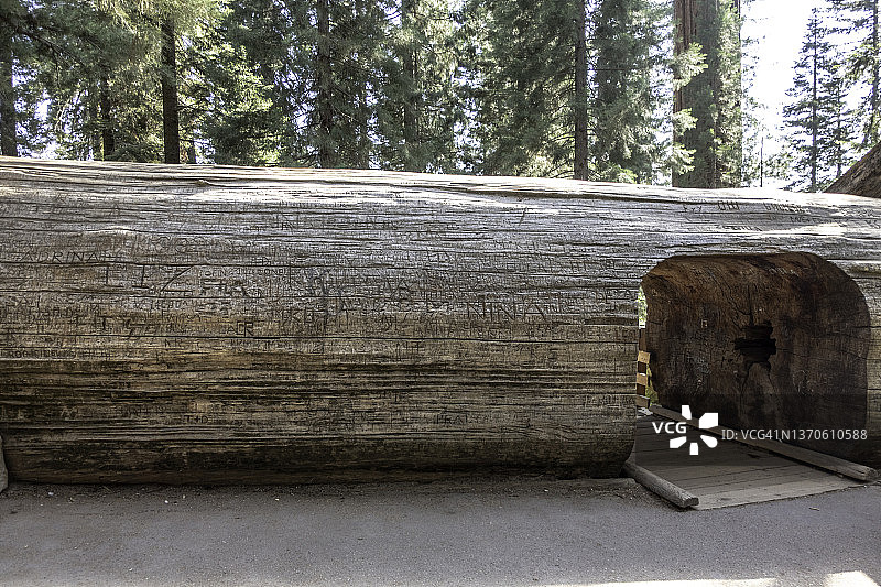 红杉国家森林公园内的小型步行隧道图片素材