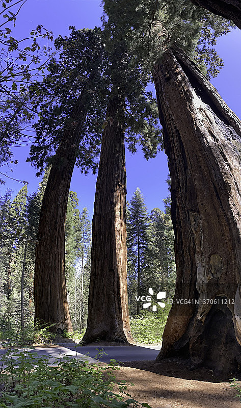 红杉国家森林中的四名卫兵图片素材