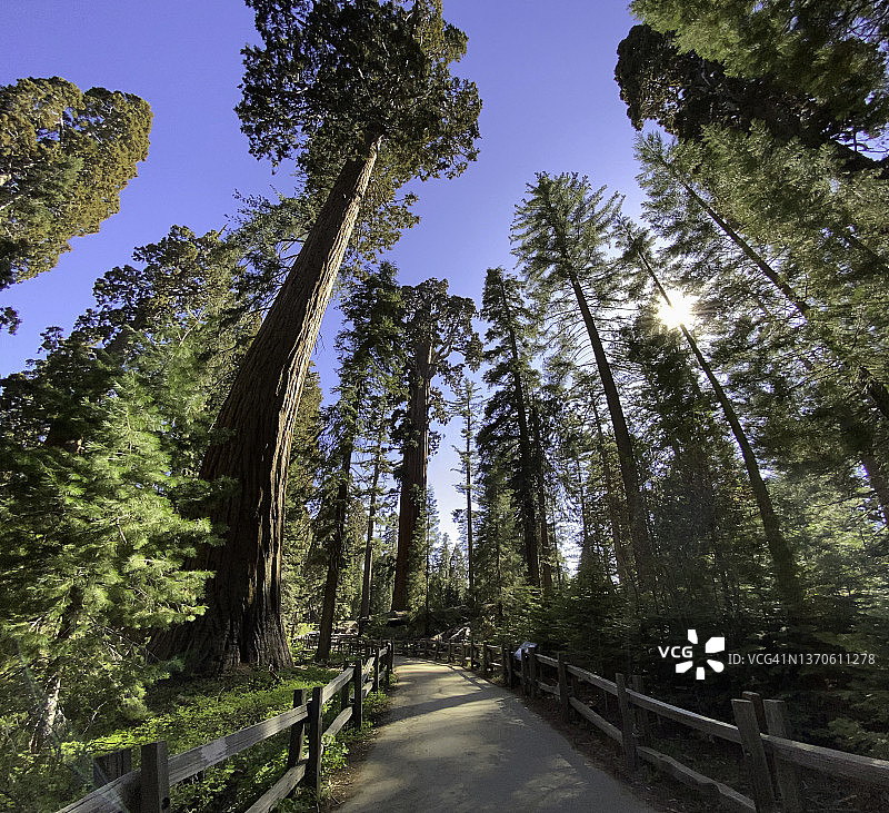 格兰特将军区步道及周围树木图片素材