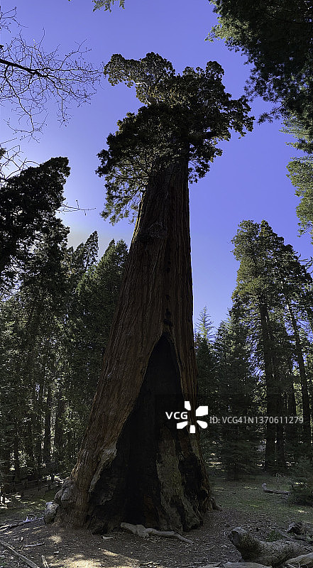 格兰特将军树和周围的树木图片素材