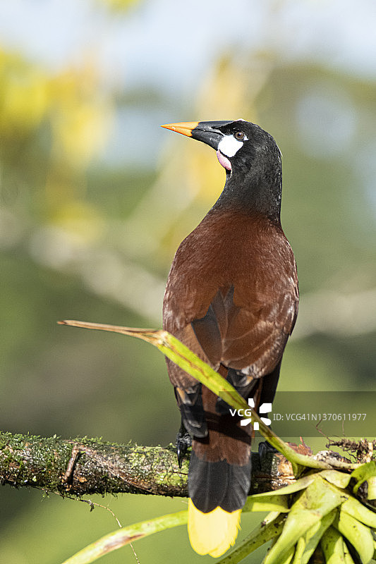 蒙特祖玛拟鹂图片素材