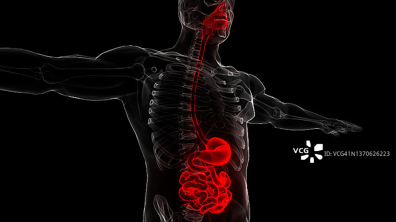 人体消化系统胃与小肠解剖图片素材