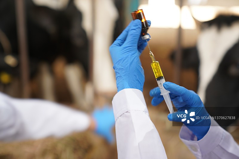 奶牛场工作的兽医图片素材