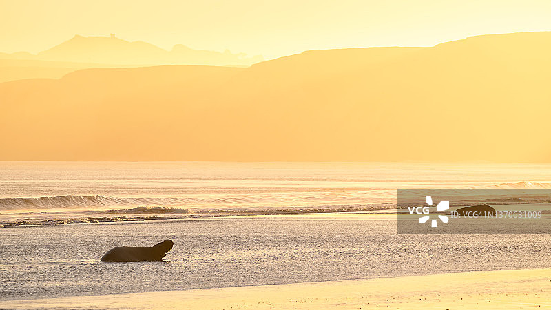 北象海豹图片素材