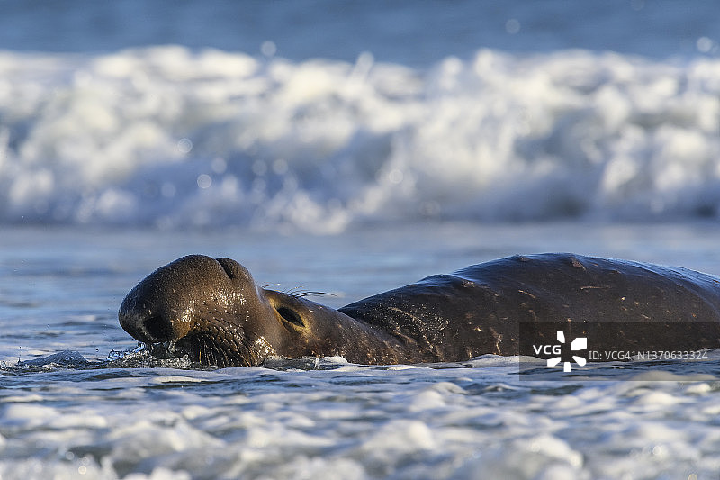 北象海豹图片素材