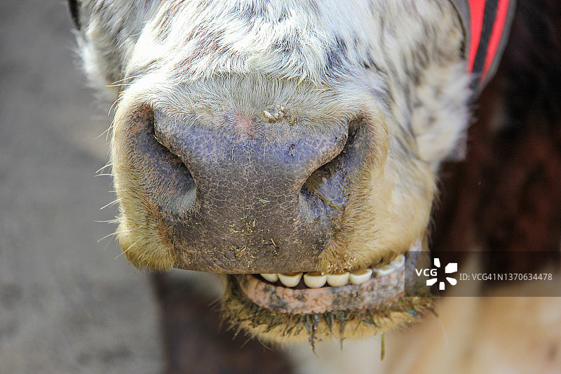奶牛的鼻子图片素材