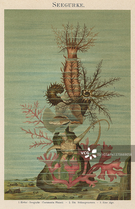 海参老式彩色石印插图图片素材