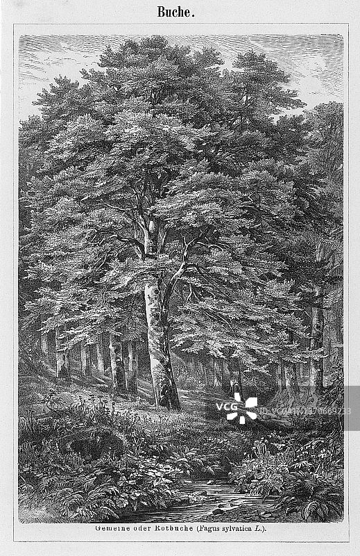 欧洲山毛榉老式版画图片素材