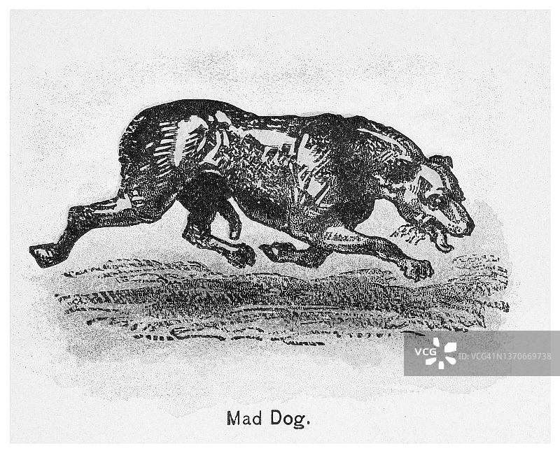 疯狗雕刻插图图片素材