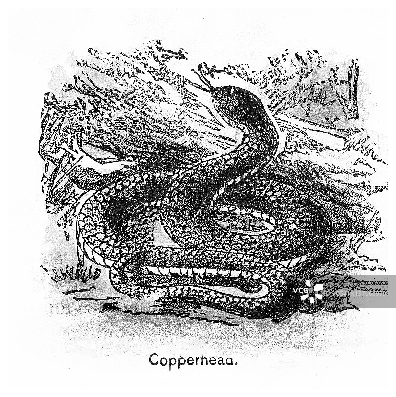 北美东部铜头蝮蛇的旧插画图片素材