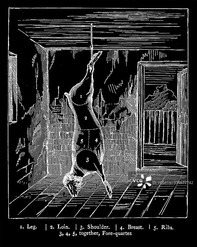 绵羊肉分割区域古老雕刻插图图片素材