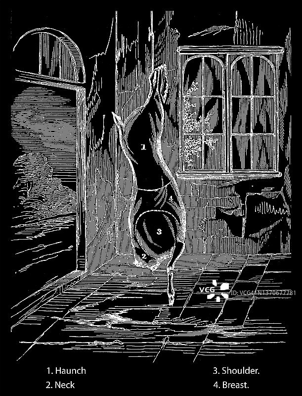 古老的雕刻插图：鹿肉部分图图片素材