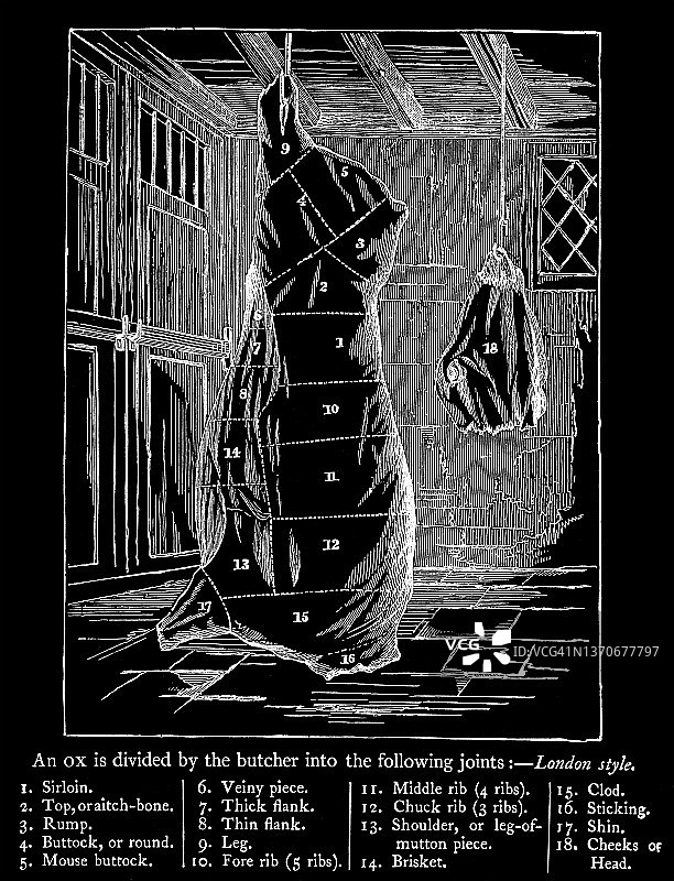 牛肉各部位古老雕刻插图图片素材