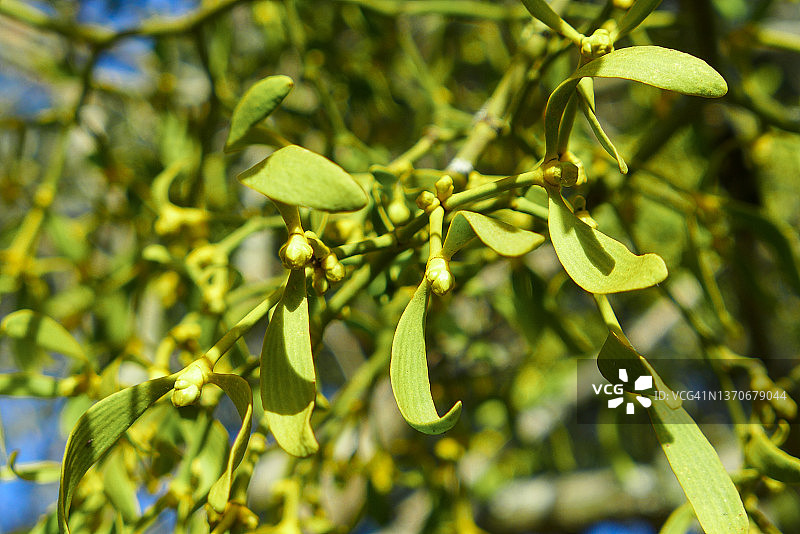 槲寄生绿色叶子特写图片素材