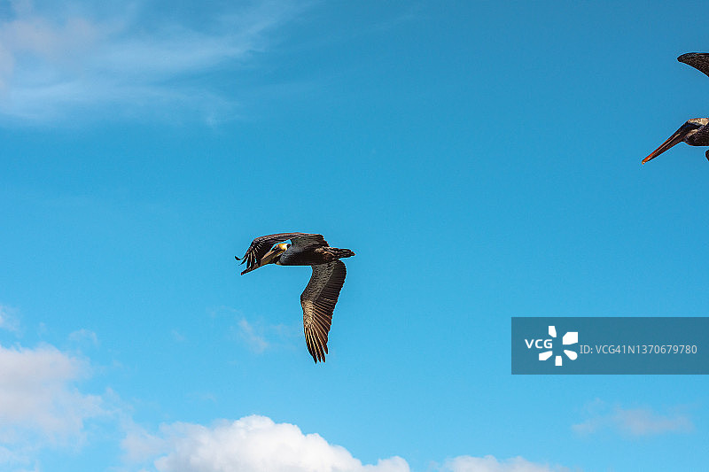 在墨西哥坎昆飞行的鹈鹕图片素材