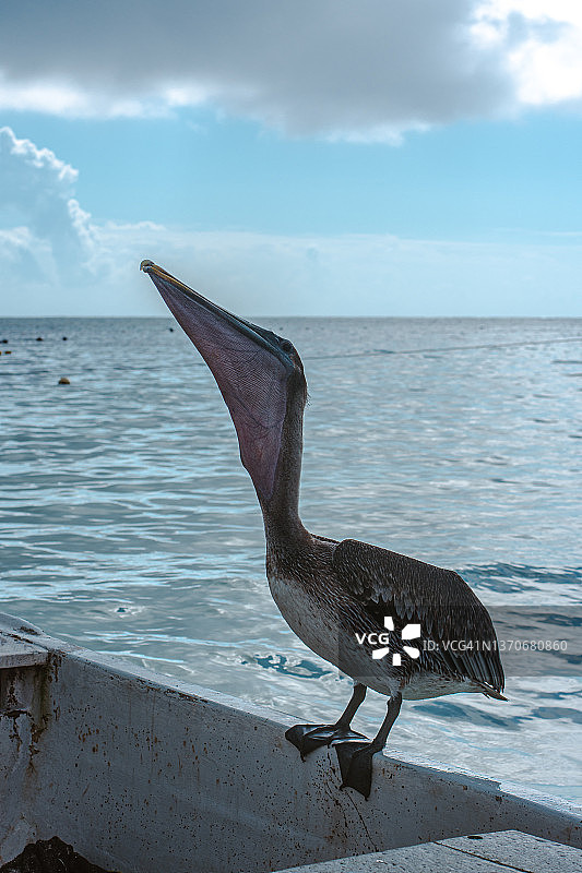 在墨西哥图卢姆阿库玛尔海滩上吃鱼的鹈鹕图片素材