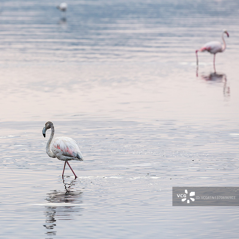 野外的火烈鸟图片素材