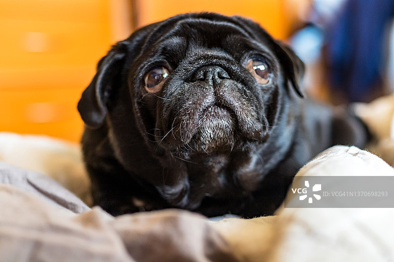 黑色哈巴狗在灰色床上放松，抬头看着家里的背景，特写镜头。图片素材