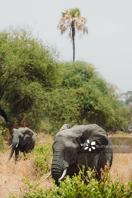 坦桑尼亚塔兰吉雷国家公园的非洲象群图片素材