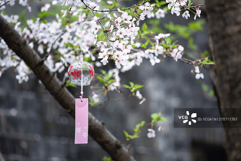 系着风铃的盛开的樱花树图片素材