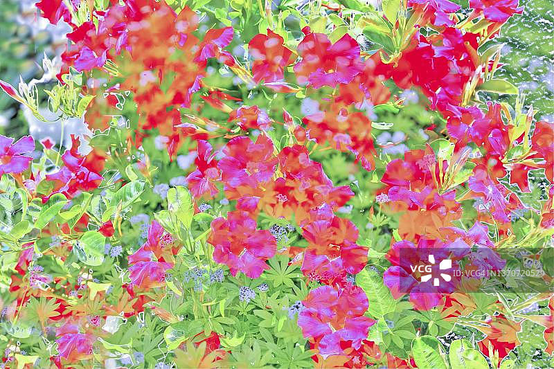 双喜花（Dipladenia）：植物、花园创意图片素材