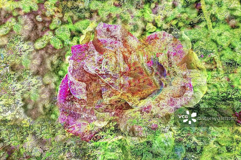 灌木玫瑰(蔷薇)，植物，花园创意，疏离花，德国图片素材