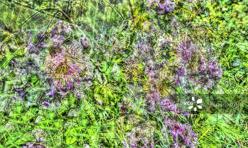 植物、创意花园、异形花卉、德国图片素材