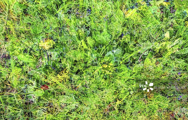 植物、花园创意、异形花卉、草，德国图片素材