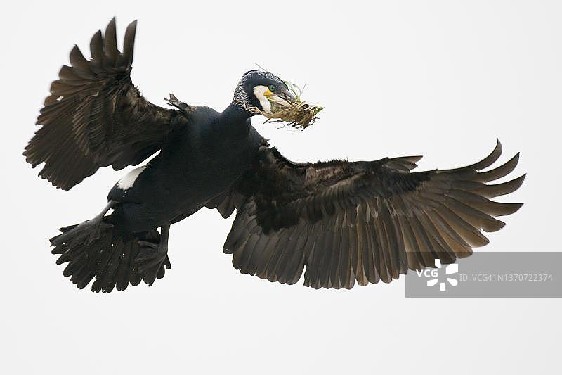 正在筑巢的普通鸬鹚，德国下萨克森州图片素材