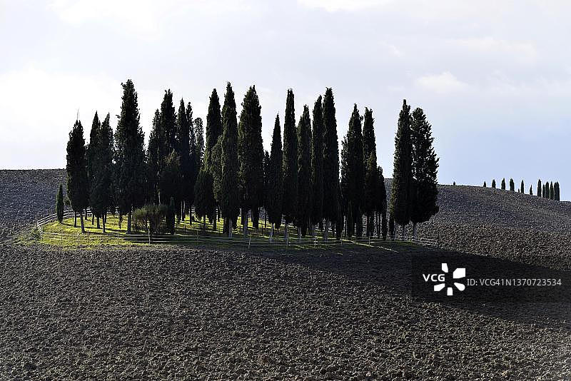 意大利托斯卡纳锡耶纳南部，克里特塞内西的柏树林风景图片素材