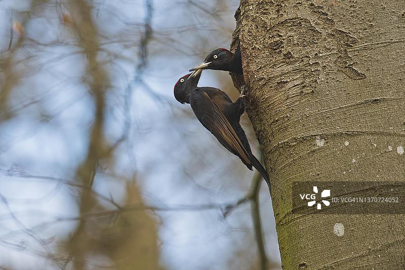 黑啄木鸟育雏，德国下萨克森州埃姆斯兰图片素材