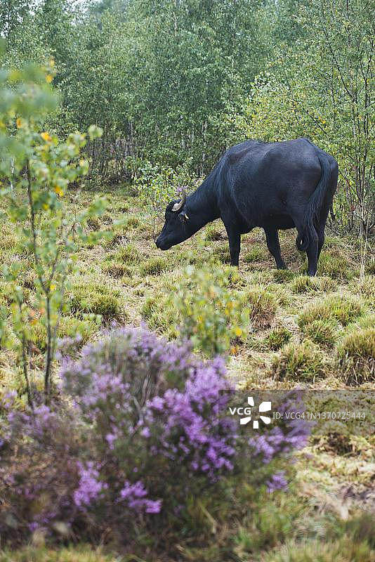 德国下萨克森州埃姆斯兰的水牛图片素材