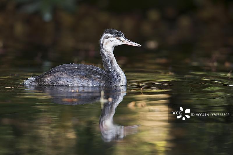 凤头䴙䴘幼鸟，德国下萨克森州埃姆斯兰图片素材