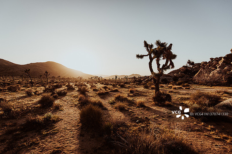 黄昏时分的约书亚树国家公园图片素材