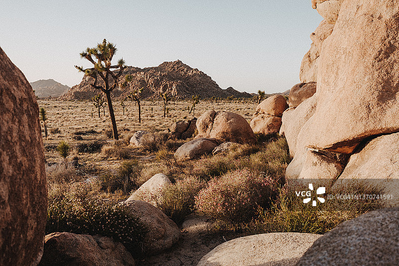 黄昏时分的约书亚树国家公园图片素材