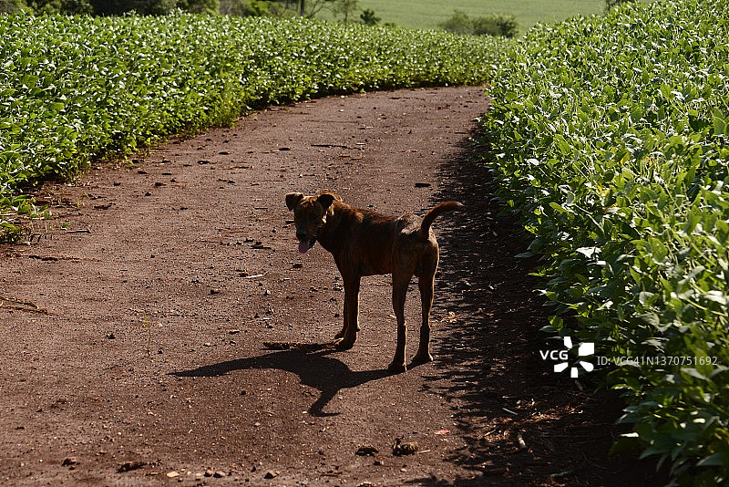 巴西大豆种植园，2022年图片素材