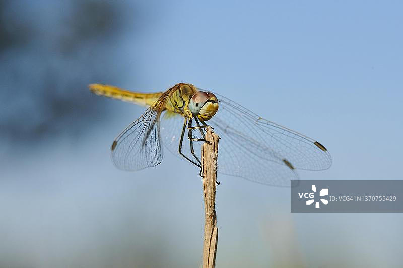 西班牙加泰罗尼亚埃布罗三角洲的红脉蜻蜓图片素材