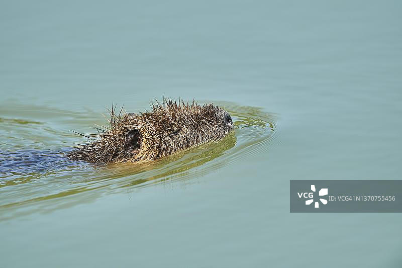 幼年海狸鼠(Myocastor coypus)在湖中游泳，法国卡马格图片素材