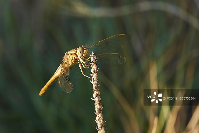 西班牙加泰罗尼亚埃布罗三角洲的红脉蜻蜓图片素材